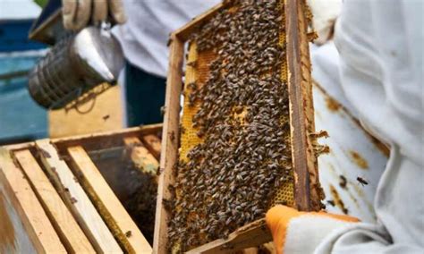 Do beekeepers live a long life?